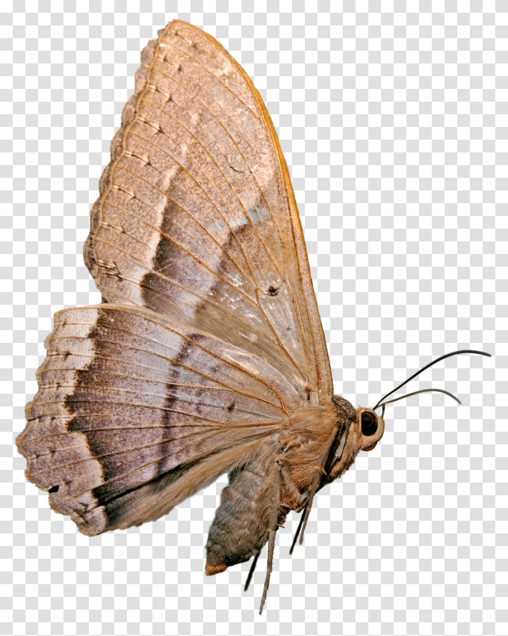 Mariposa Nocturna Mariposas Nocturnas Transparent Png