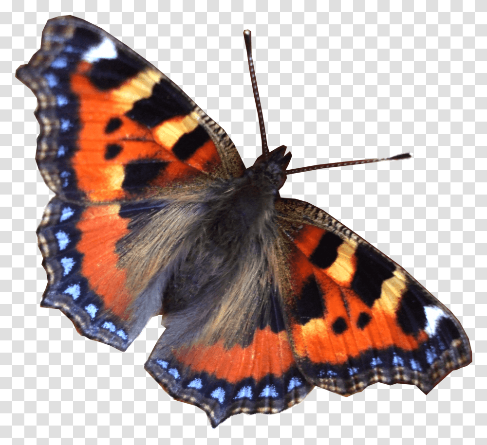 Mariposa Volando Derecho Real Butterfly, Insect, Invertebrate, Animal, Bird Transparent Png