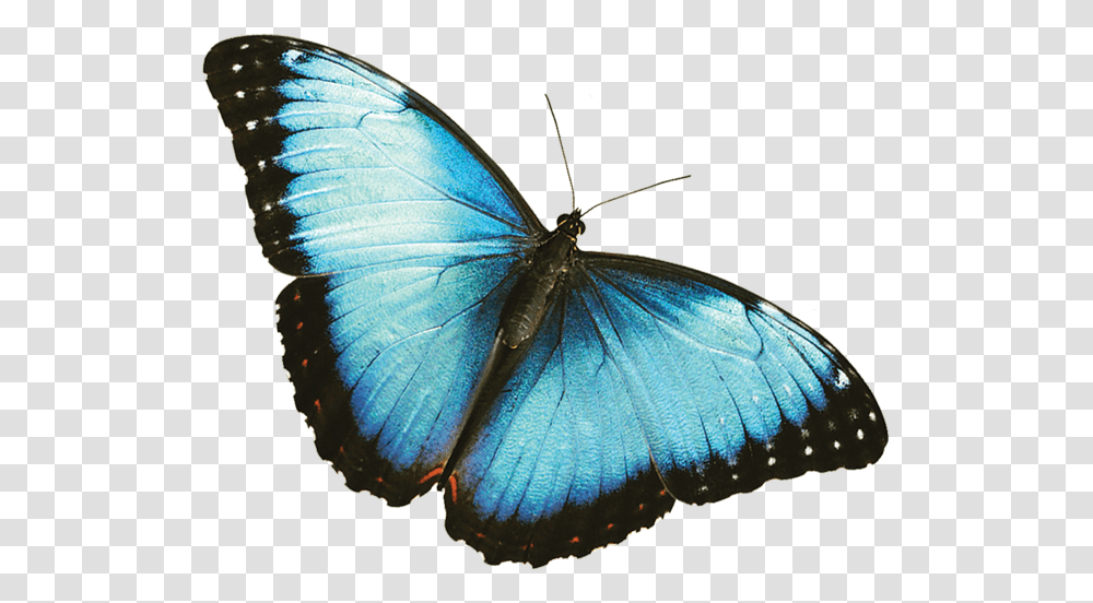Mariposas Azul Rey Blue Butterfly Background, Insect, Invertebrate, Animal, Dragonfly Transparent Png