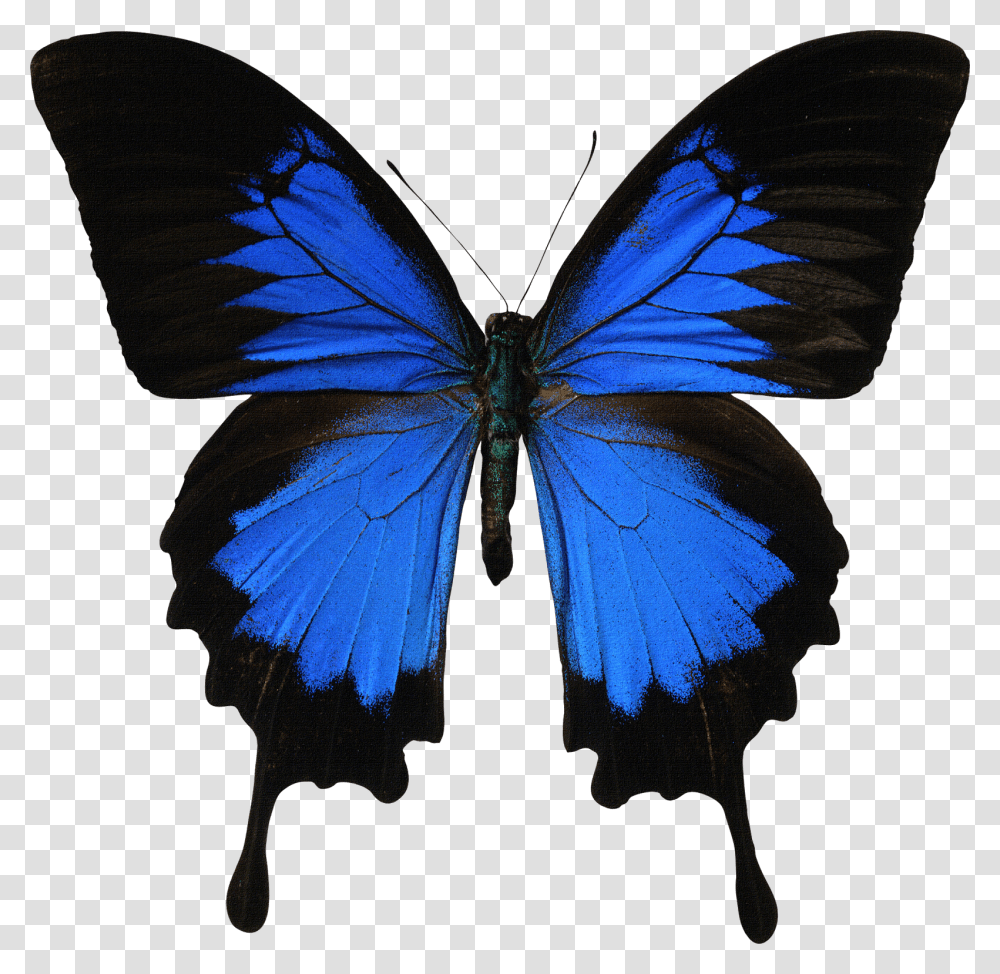 Mariposas Azules, Insect, Invertebrate, Animal, Butterfly Transparent Png