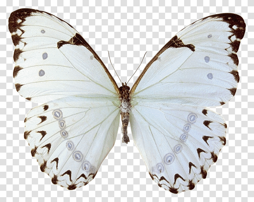 Mariposas Butterfly Just When The Caterpillar Thought Her Life, Insect, Invertebrate, Animal, Moth Transparent Png