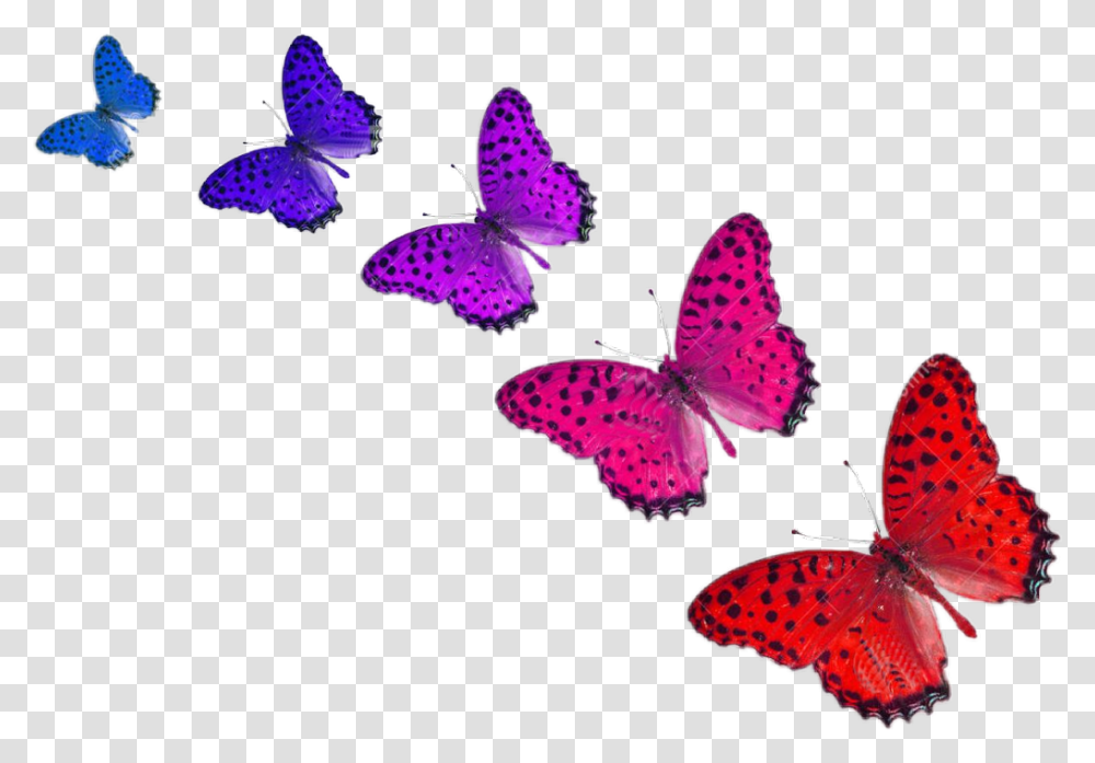 Mariposas Colores Mariposas De Colores, Butterfly, Insect, Invertebrate Transparent Png