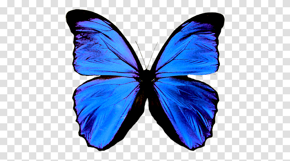 Mariposas En Formato Green Butterfly Means, Insect, Invertebrate, Animal, Monarch Transparent Png