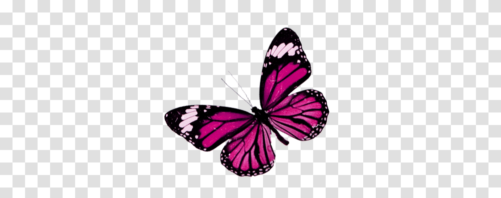 Mariposas En Image, Purple, Butterfly, Insect, Invertebrate Transparent Png