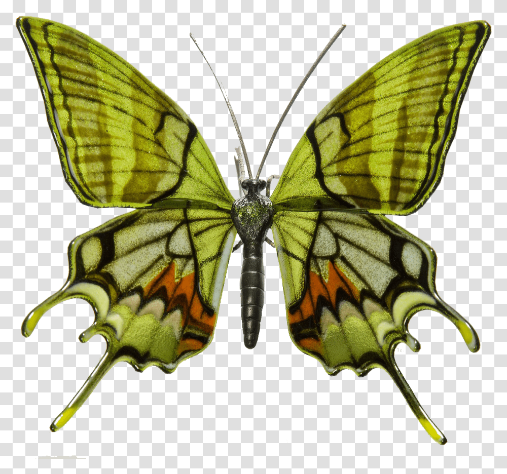 Mariposas En Peligro De Extincion Cartoons Endangered Rare Butterfly Species, Insect, Invertebrate, Animal, Moth Transparent Png
