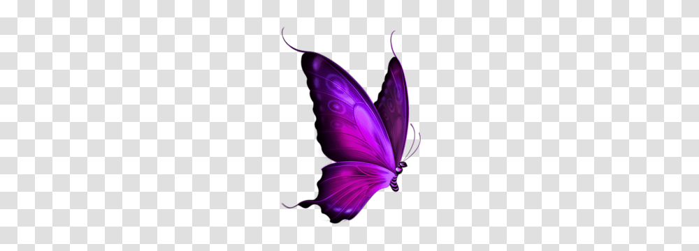 Mariposas Image, Purple, Insect, Invertebrate, Animal Transparent Png