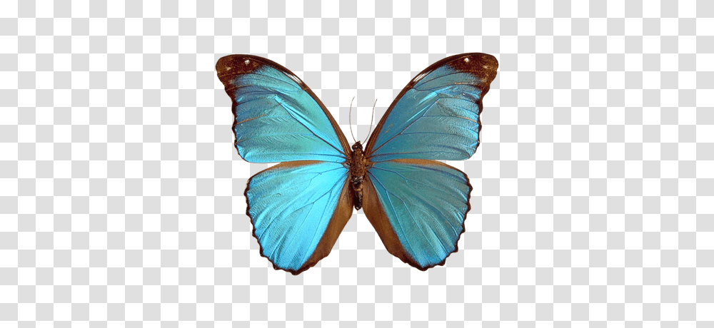 Mariposas Imagen Transparente, Butterfly, Insect, Invertebrate, Animal Transparent Png