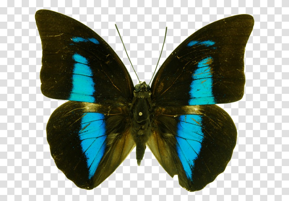 Mariposas Mancha, Butterfly, Insect, Invertebrate, Animal Transparent Png