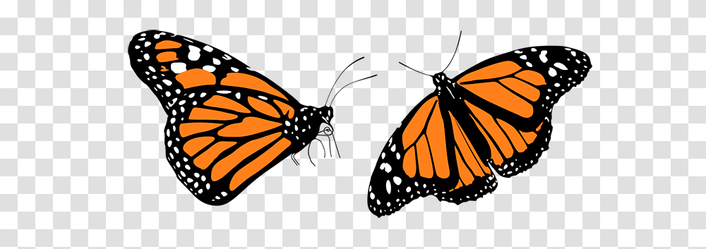 Mariposas Monarcas Image, Insect, Invertebrate, Animal, Hand Transparent Png