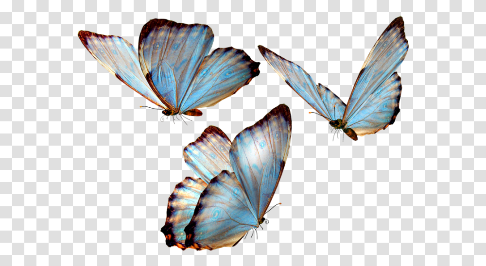 Mariposas Para Photoscape Vector Clipart Psd Butterfly, Insect, Invertebrate, Animal, Bird Transparent Png