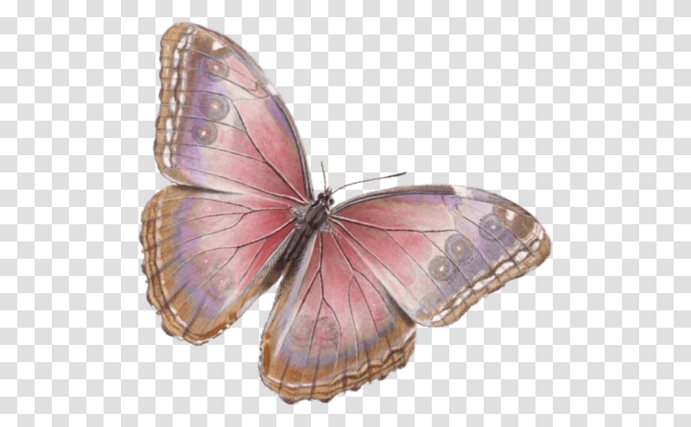 Mariposas Vintage, Butterfly, Insect, Invertebrate, Animal Transparent Png