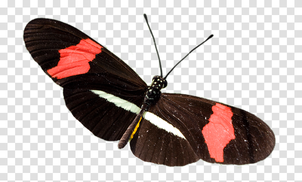Mariposas Volando Heliconius Mariposa, Butterfly, Insect, Invertebrate, Animal Transparent Png