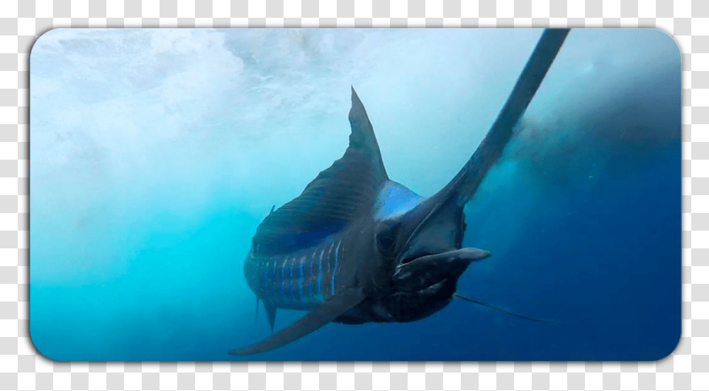 Marlin Atlantic Blue Marlin, Shark, Sea Life, Fish, Animal Transparent Png