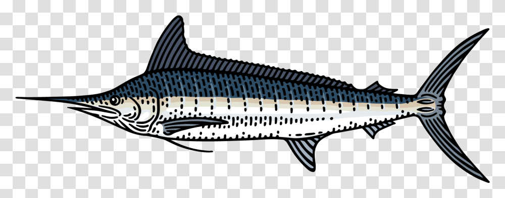 Marlin Clipart Xiphias Spadron Fish, Sturgeon, Animal Transparent Png