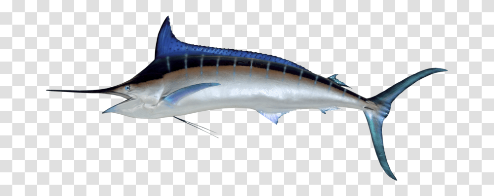 Marlin Fastest Fish In The World 2018, Swordfish, Sea Life, Animal, Shark Transparent Png