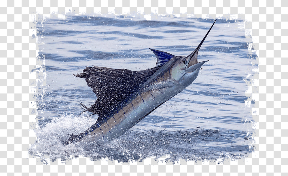Marlin Fish Atlantic Blue Marlin, Swordfish, Sea Life, Animal, Bird Transparent Png