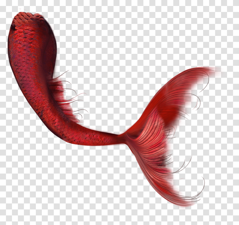 Marmandfish Hd Clip Art Red Mermaid Tail, Bird, Animal, Pattern, Person Transparent Png