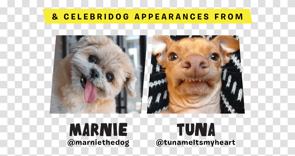 Marnie Tuna Tuna Chihuahua, Dog, Pet, Canine, Animal Transparent Png