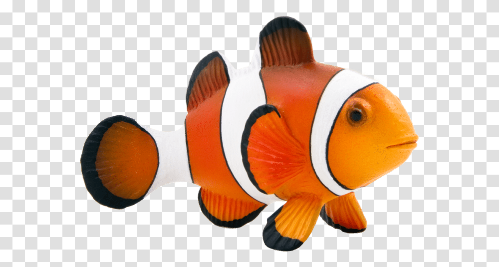 Maroon Clownfish Animal Mojo Fun Clown Fish Clown Fish, Amphiprion, Sea Life, Angelfish Transparent Png