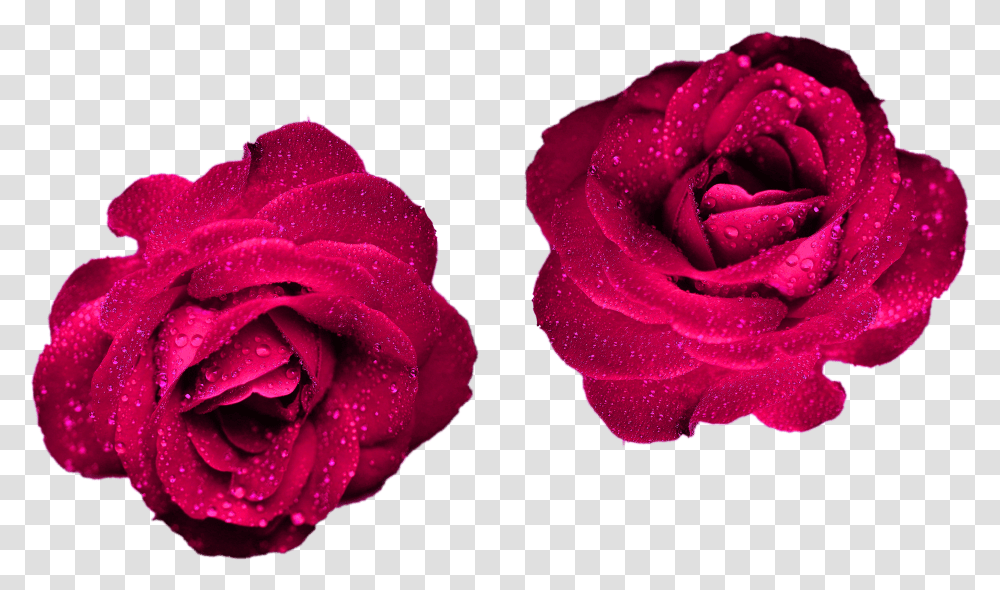 Maroon Color Roses Roses Nature For Your Projects Cool Rose, Flower, Plant, Blossom, Petal Transparent Png
