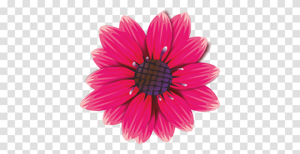 Maroon Flower Cartoon Pink And Fuchsia Flowers, Plant, Daisy, Daisies, Blossom Transparent Png