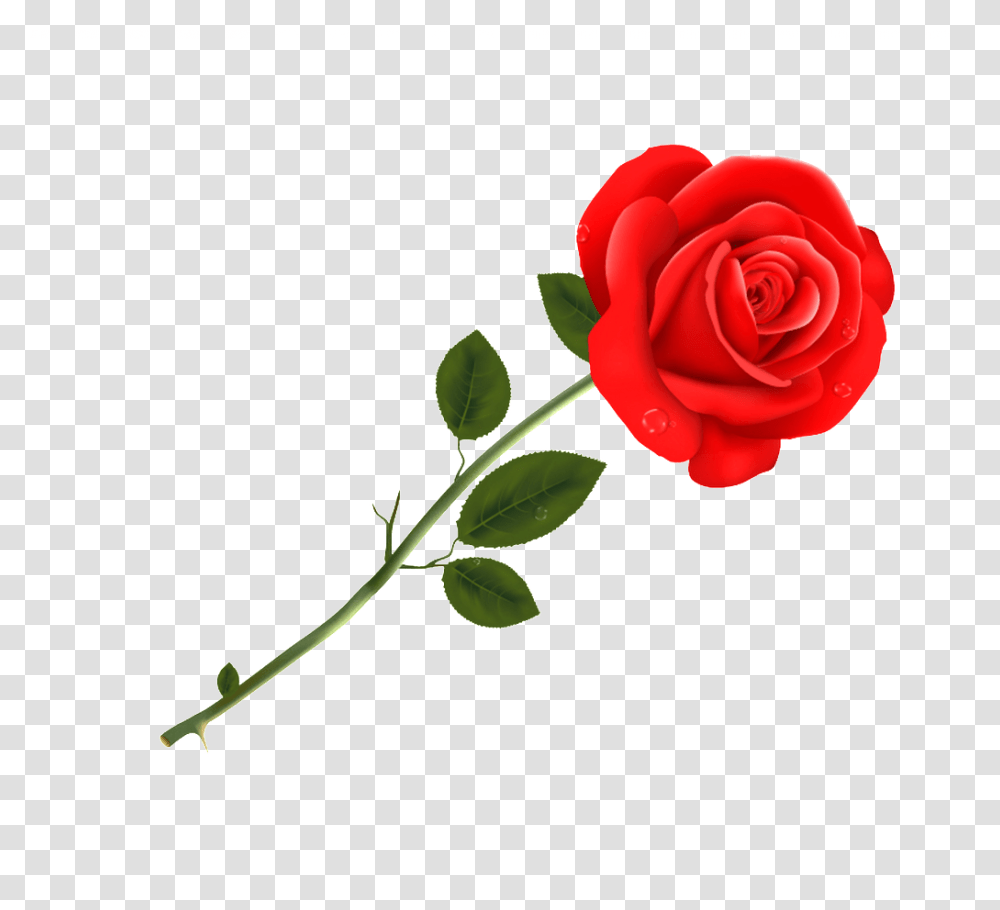 Marriage Rose Free Download Vector, Flower, Plant, Blossom, Leaf Transparent Png