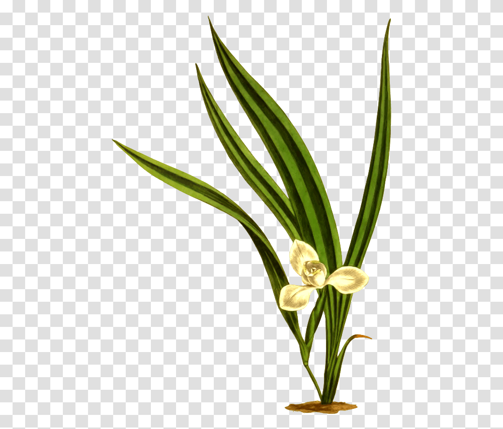 Marsh Clipart Marica Flowers, Plant, Blossom, Iris, Daffodil Transparent Png