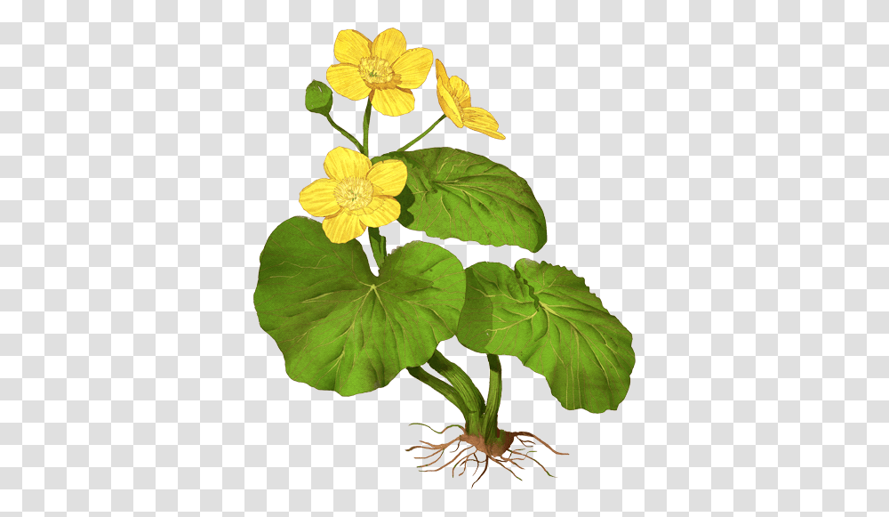 Marsh Marigold Flower, Plant, Blossom, Leaf, Acanthaceae Transparent Png