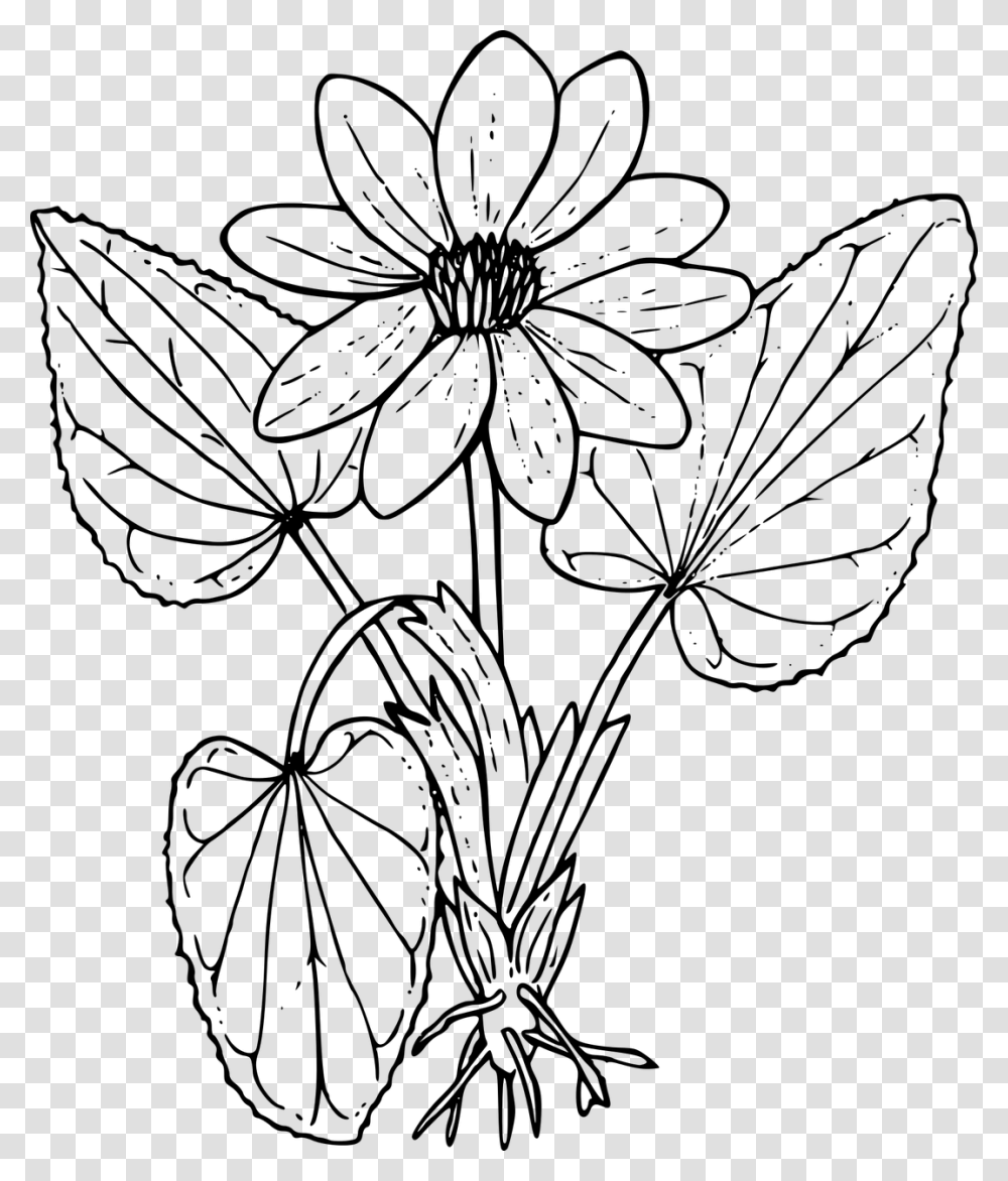 Marsh Marigold Wild Flowers Colouring Sheets, Gray, World Of Warcraft Transparent Png