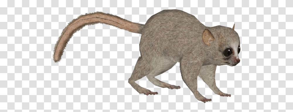 Marsh Rice Rat, Animal, Mammal, Kangaroo, Wallaby Transparent Png