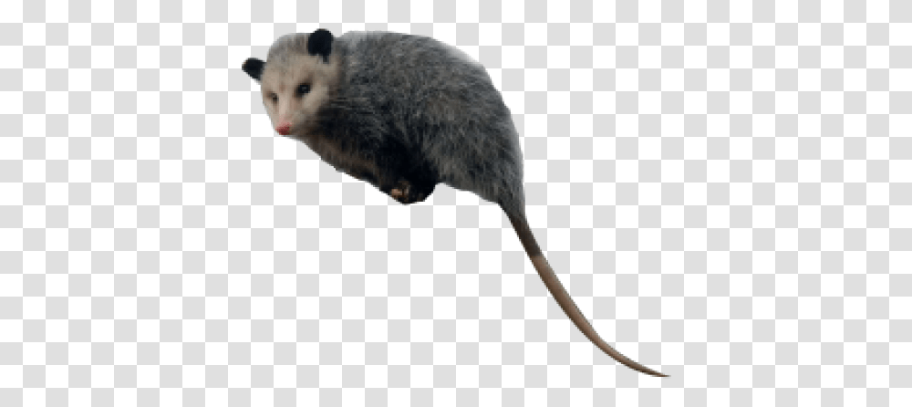 Marsh Rice Rat, Rodent, Mammal, Animal, Possum Transparent Png