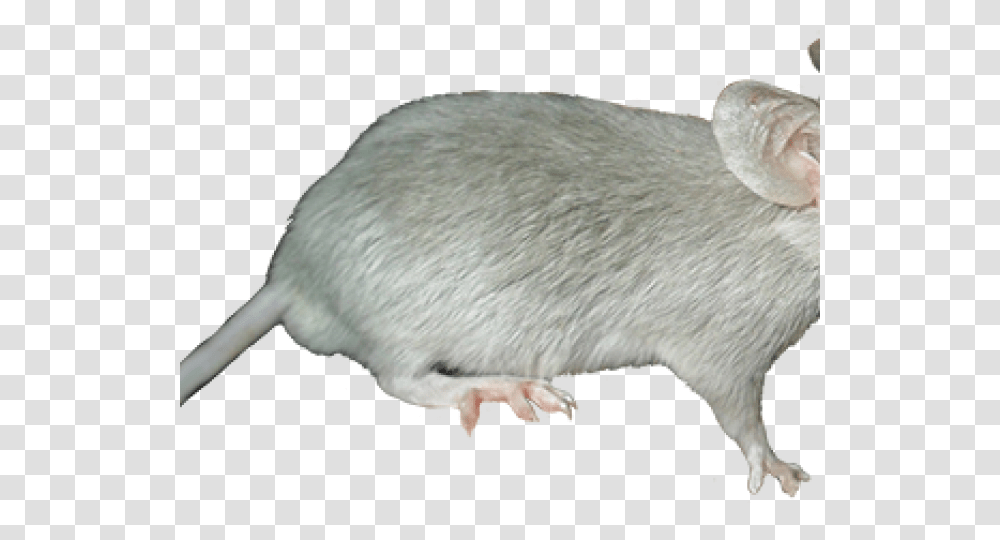 Marsh Rice Rat, Rodent, Mammal, Animal Transparent Png