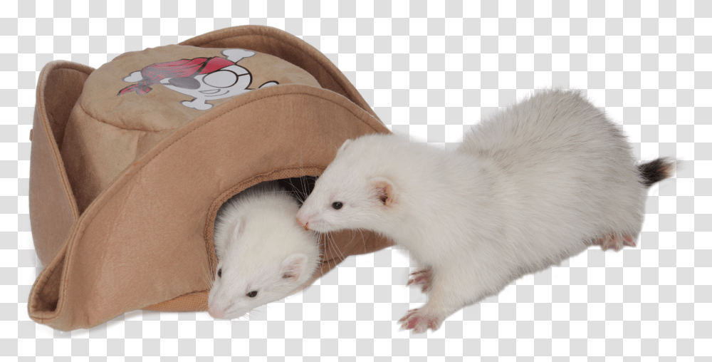 Marshall Pet Products Pirate Hat Download Ferret, Rodent, Mammal, Animal, Weasel Transparent Png