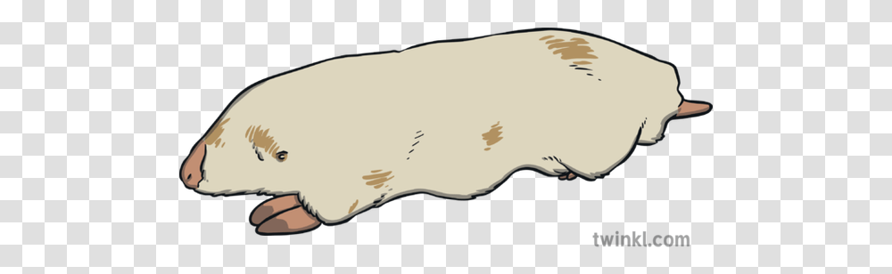 Marsupial Mole Illustration Twinkl, Heel, Mammal, Animal, Sunglasses Transparent Png