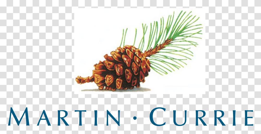 Martin Currie Logo Cuisine The Art And Science, Tree, Plant, Conifer, Pineapple Transparent Png