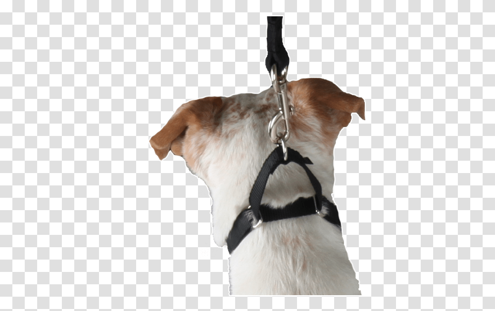 Martingale Collar Companion Dog, Pet, Canine, Animal, Mammal Transparent Png
