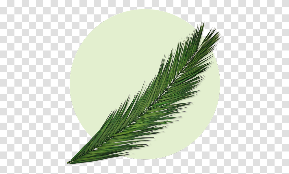 Martyr Palm Frond, Leaf, Plant, Grass, Vegetation Transparent Png