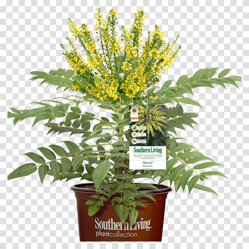 Marvel Mahonia Southern Living Mahonia Marvel, Plant, Leaf, Tree, Flower Transparent Png