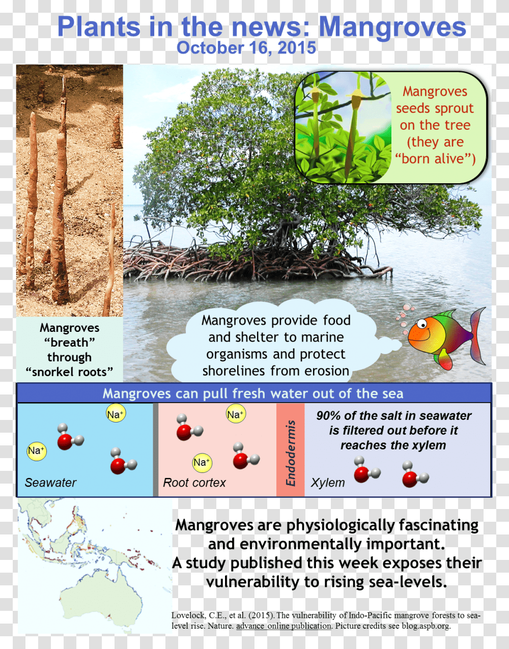 Marvellous Mangroves Pneumatophores, Flyer, Poster, Paper, Advertisement Transparent Png