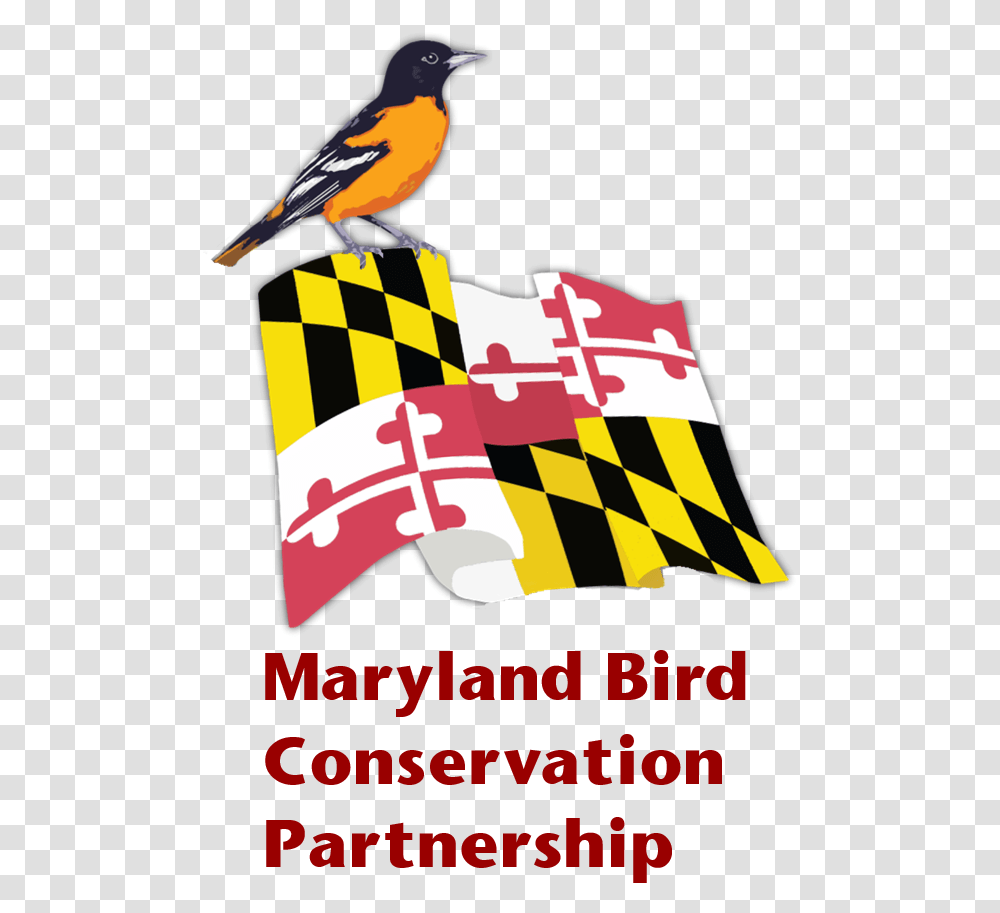 Maryland Bird Conservation Partnership Oriole, Animal, Poster, Advertisement, Jay Transparent Png