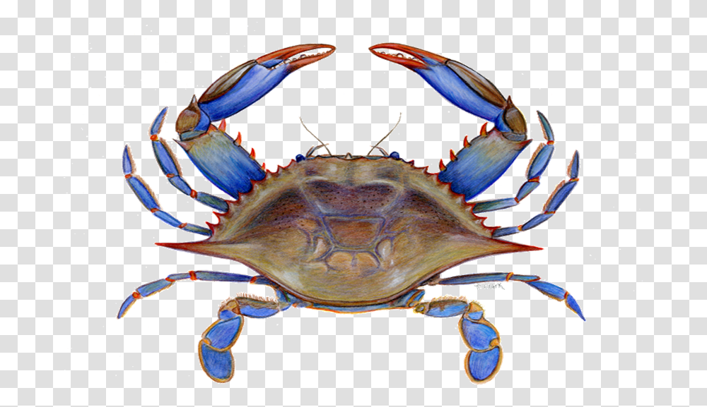Maryland Blue Crab Clipart, Seafood, Sea Life, Animal, Turtle Transparent Png