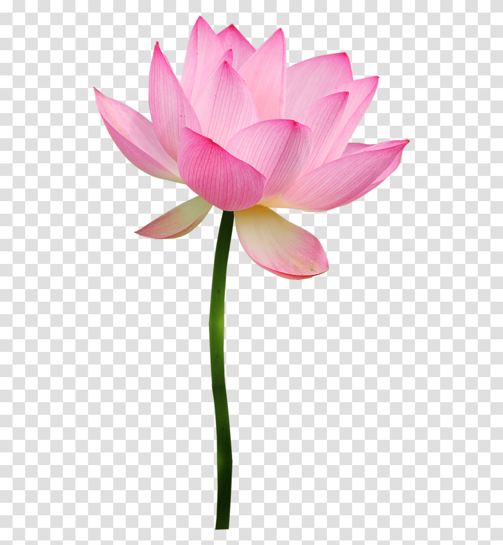 Marypop La El, Lily, Flower, Plant, Blossom Transparent Png