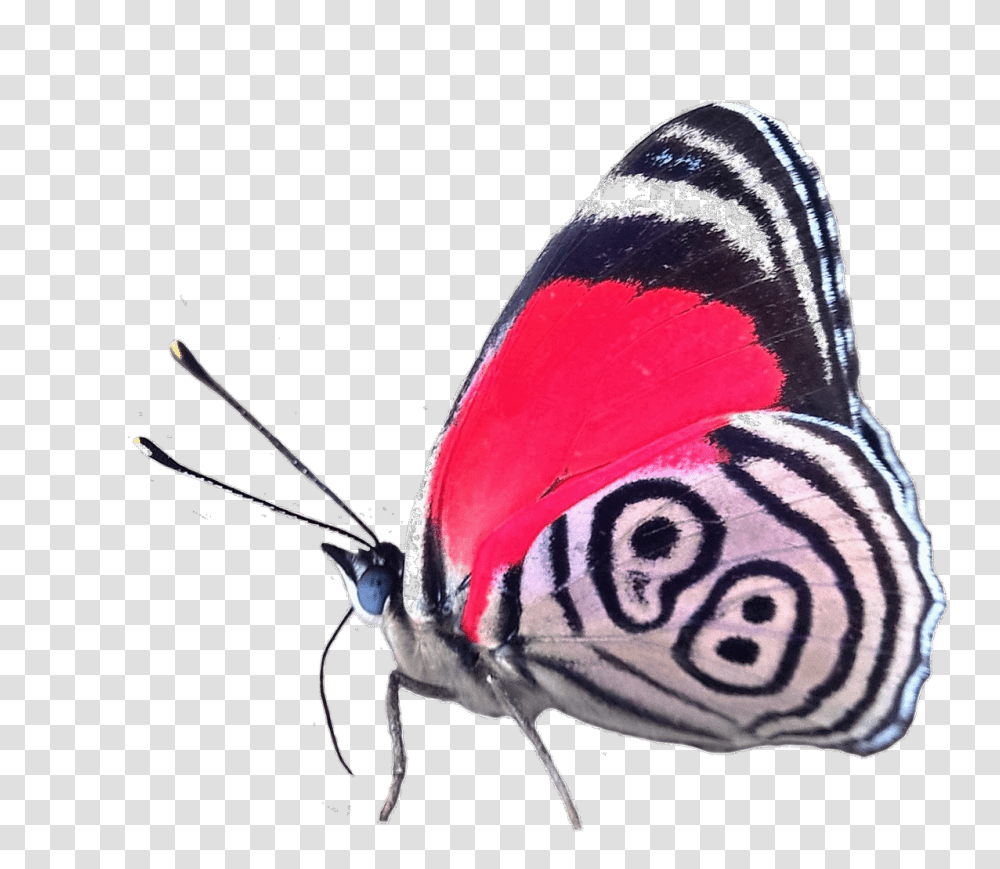 Maryse On Twitter Lets Start Off, Butterfly, Insect, Invertebrate, Animal Transparent Png