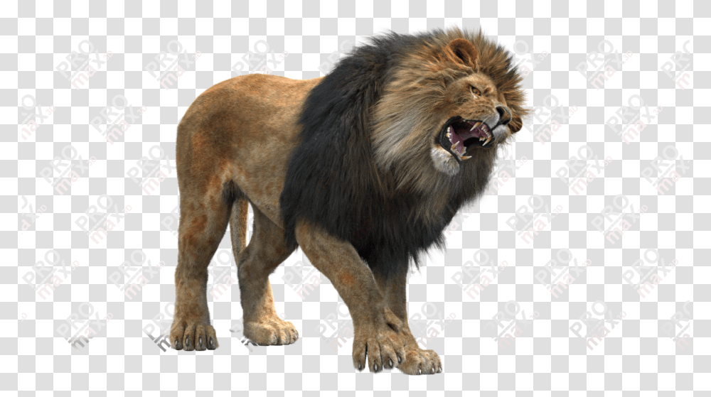 Masai Lion 3d Images Lion, Mammal, Animal, Wildlife, Dog Transparent Png