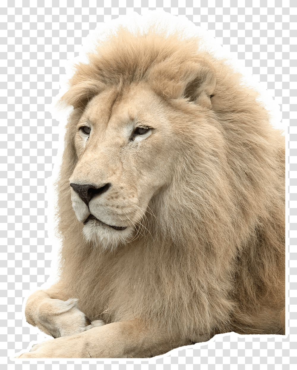 Masai Lion, Wildlife, Mammal, Animal Transparent Png