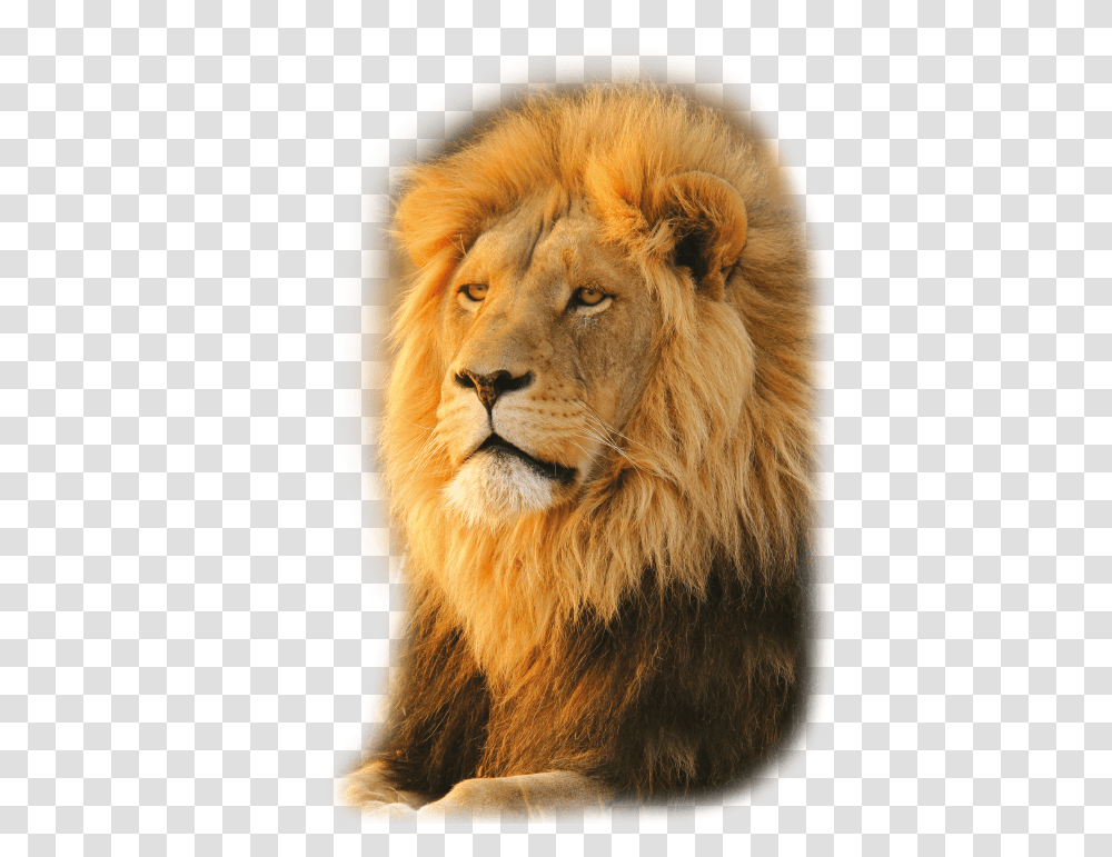 Masai Lion, Wildlife, Mammal, Animal Transparent Png