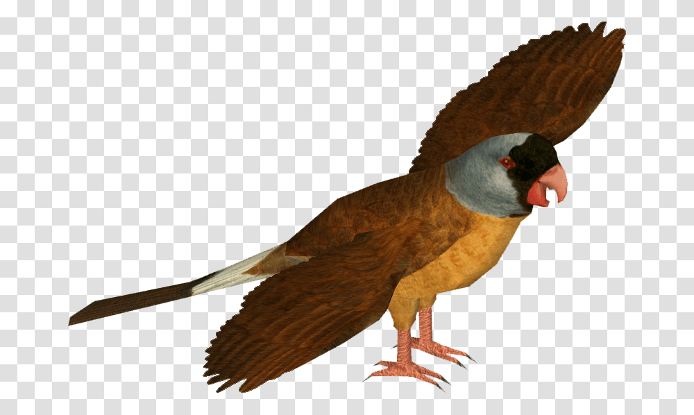 Mascarene Parrot Zoo Tycoon 2 Fiji Island, Bird, Animal, Beak, Finch Transparent Png