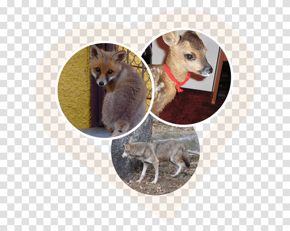 Masha And The Bear Red Fox, Mammal, Animal, Dog, Pet Transparent Png