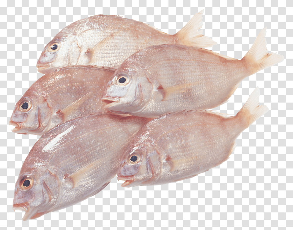 Mashinka Za Peleti Za Ribolov, Fish, Animal, Seafood, Sea Life Transparent Png