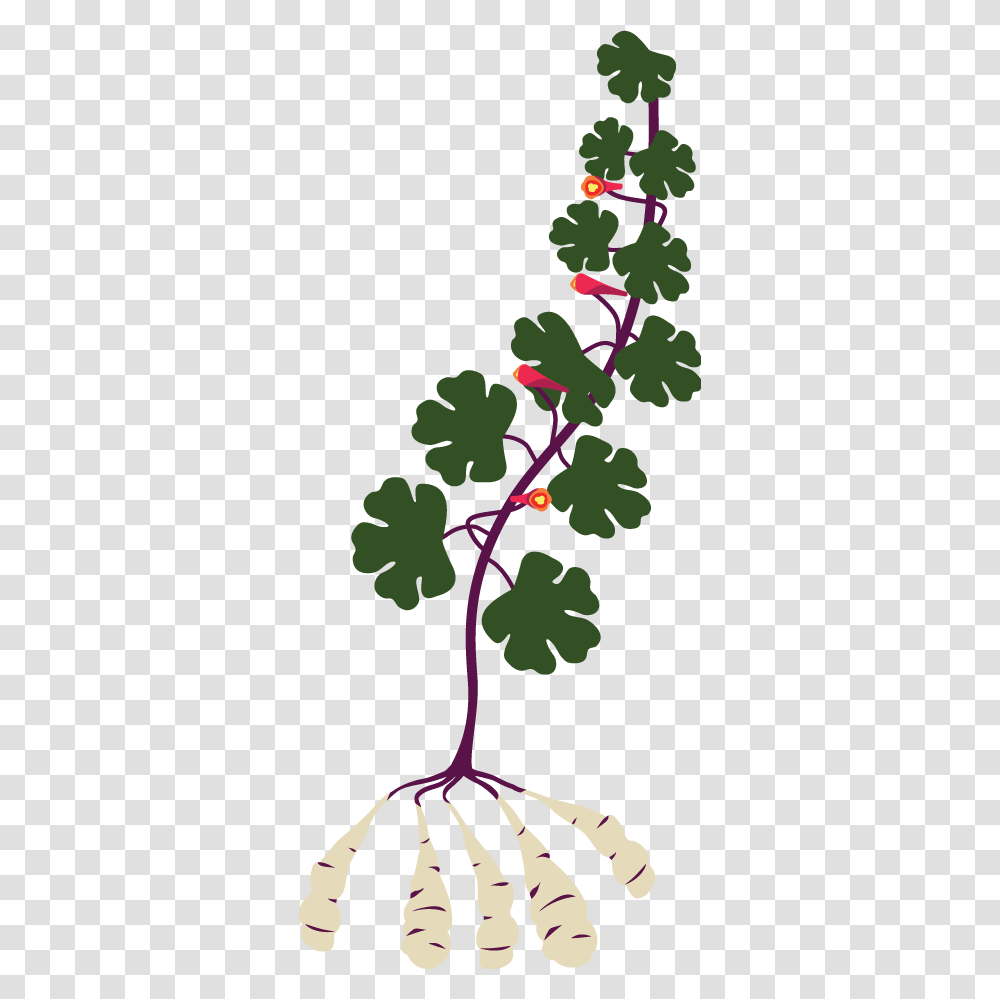 Mashua Mashua Plant, Fruit, Food, Tree, Leaf Transparent Png